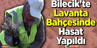 Bilecik'te lavanta bahçesinde hasat yapıldı