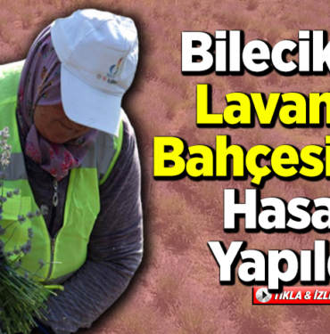 Bilecik'te lavanta bahçesinde hasat yapıldı