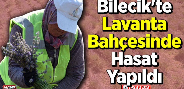 Bilecik’te lavanta bahçesinde hasat yapıldı