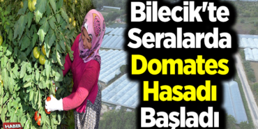 Bilecik'te seralarda domates hasadı başladı