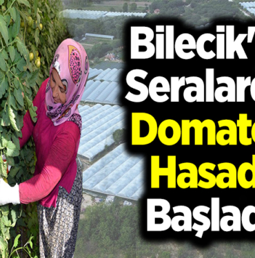 Bilecik'te seralarda domates hasadı başladı