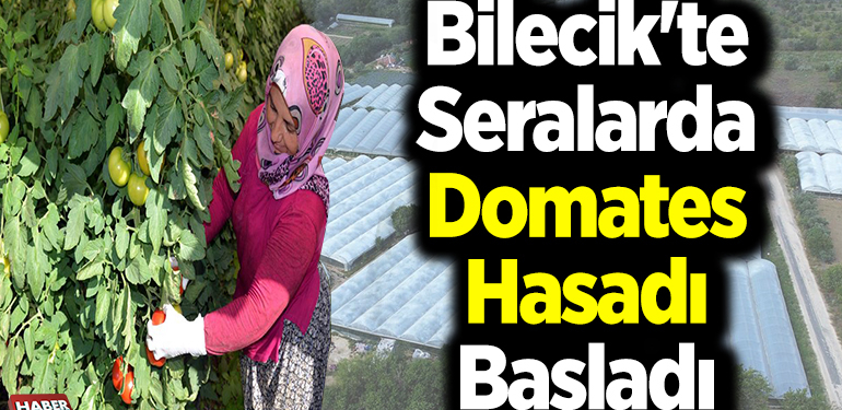Bilecik’te seralarda domates hasadı başladı