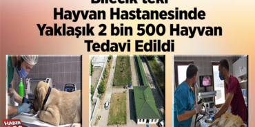 Bilecik'teki hayvan hastanesinde yaklaşık 2 bin 500 hayvan tedavi edildi
