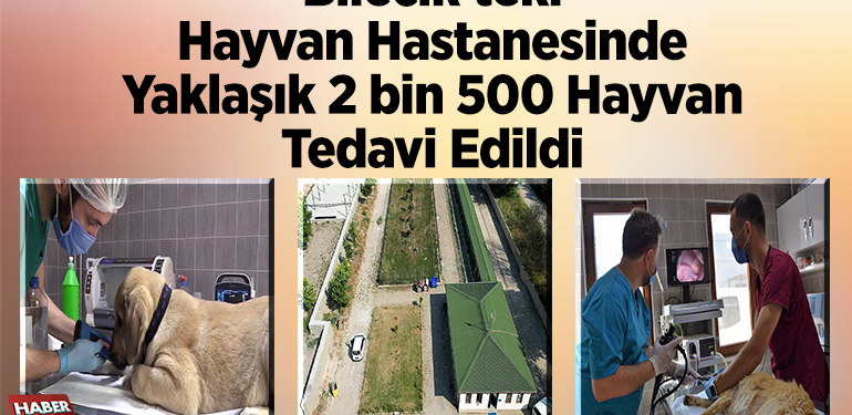 Bilecik’teki hayvan hastanesinde yaklaşık 2 bin 500 hayvan tedavi edildi