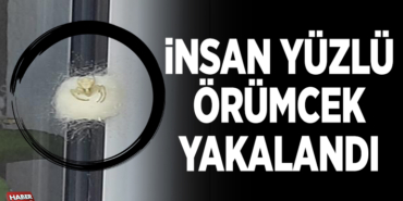 İNSAN YÜZLÜ ÖRÜMCEK YAKALANDI