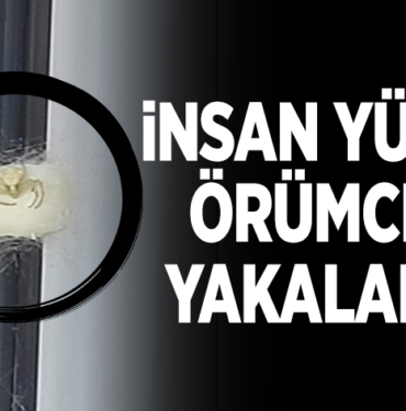 İNSAN YÜZLÜ ÖRÜMCEK YAKALANDI