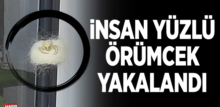 İNSAN YÜZLÜ ÖRÜMCEK YAKALANDI