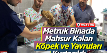 Metruk binada mahsur kalan köpek ve yavruları kurtarıldı