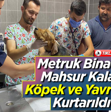 Metruk binada mahsur kalan köpek ve yavruları kurtarıldı