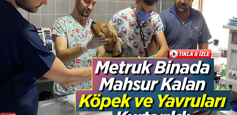 Metruk binada mahsur kalan köpek ve yavruları kurtarıldı