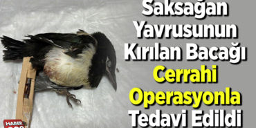 Saksağan yavrusunun kırılan bacağı cerrahi operasyonla tedavi edildi