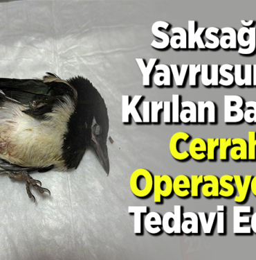 Saksağan yavrusunun kırılan bacağı cerrahi operasyonla tedavi edildi