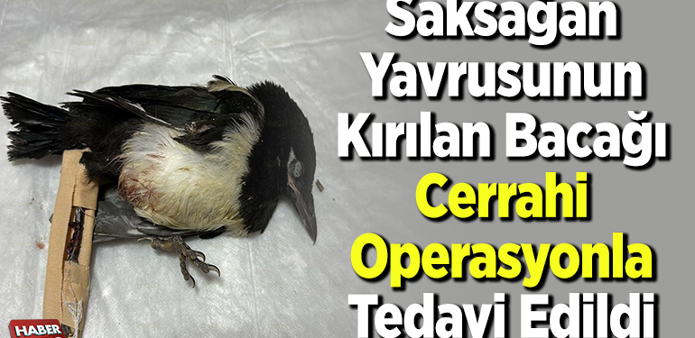 Saksağan yavrusunun kırılan bacağı cerrahi operasyonla tedavi edildi