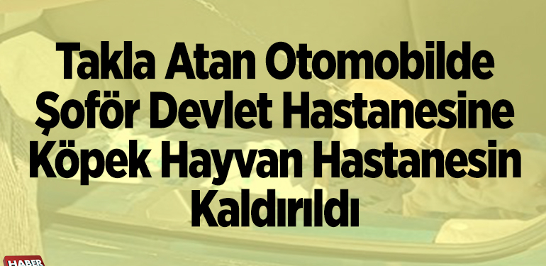 Takla Atan Otomobilde Şoför Devlet Hastanesine Köpek Hayvan Hastanesine Kaldırıldı