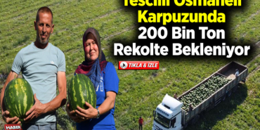Tescilli Osmaneli karpuzunda 200 bin ton rekolte bekleniyor
