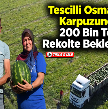Tescilli Osmaneli karpuzunda 200 bin ton rekolte bekleniyor