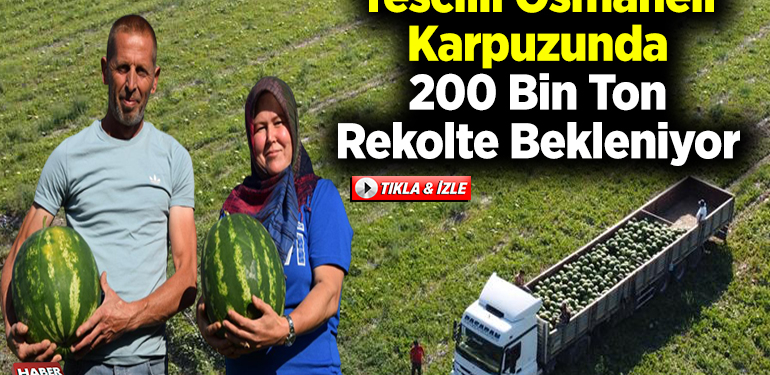 Tescilli Osmaneli karpuzunda 200 bin ton rekolte bekleniyor