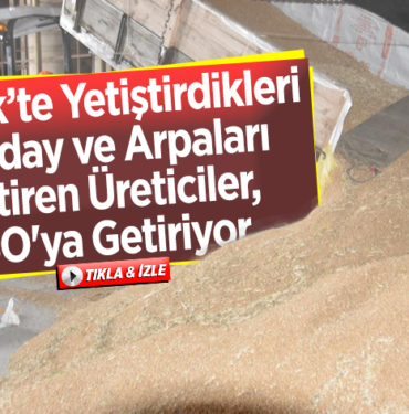 Yetiştirdikleri buğday ve arpaları biçtiren üreticiler, ürünlerini TSO'ya getiriyor.