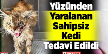 Yüzünden yaralanmış bulunan sahipsiz kedi tedavi edildi