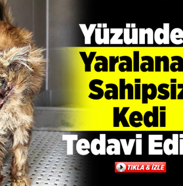 Yüzünden yaralanmış bulunan sahipsiz kedi tedavi edildi