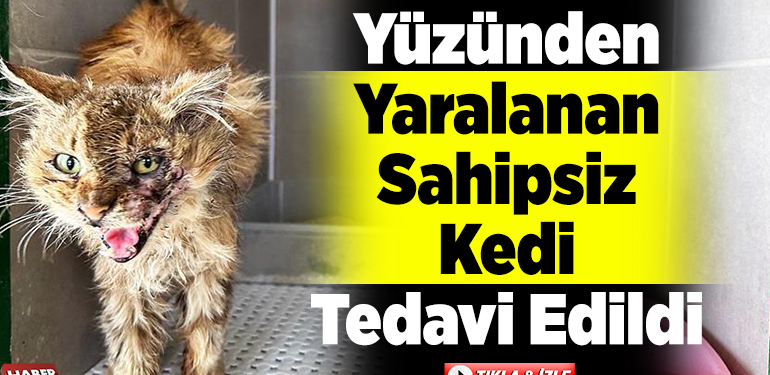 Yüzünden yaralanan sahipsiz kedi tedavi edildi