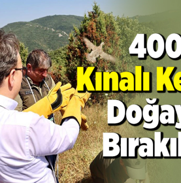 400 kınalı keklik doğaya bırakıldı