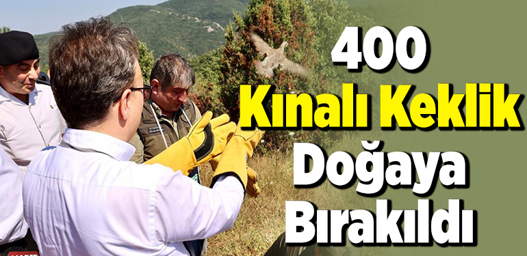 400 kınalı keklik doğaya bırakıldı