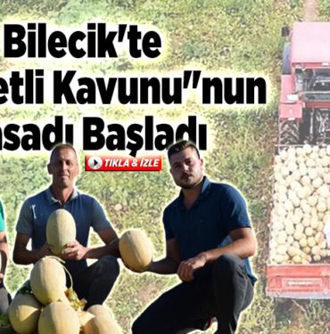 Bilecikte Medetli kavununun hasadı başladı