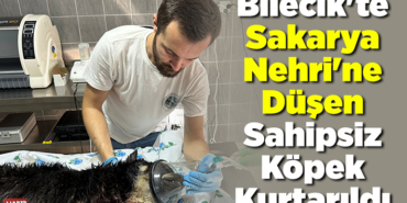 Bilecik'te Sakarya Nehri'ne düşen sahipsiz köpek kurtarıldı