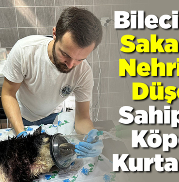 Bilecik'te Sakarya Nehri'ne düşen sahipsiz köpek kurtarıldı