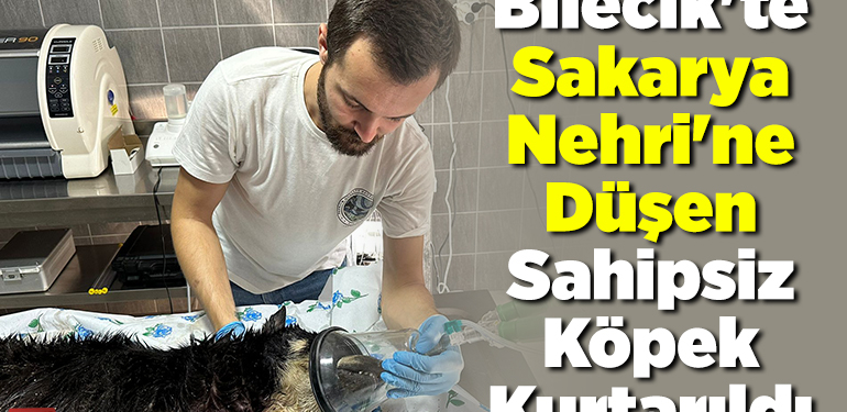 Bilecik’te Sakarya Nehri’ne düşen sahipsiz köpek kurtarıldı