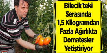 Bilecik'teki serasında 1,5 kilogramdan fazla ağırlıkta domatesler yetiştiriyor