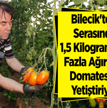 Bilecik'teki serasında 1,5 kilogramdan fazla ağırlıkta domatesler yetiştiriyor