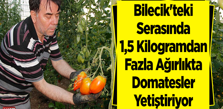 Bilecik’teki serasında 1,5 kilogramdan fazla ağırlıkta domatesler yetiştiriyor