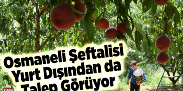 Osmaneli şeftalisi yurt dışından da talep görüyor