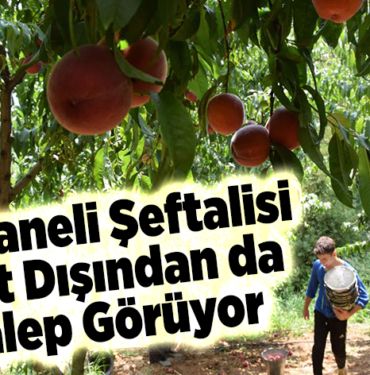 Osmaneli şeftalisi yurt dışından da talep görüyor