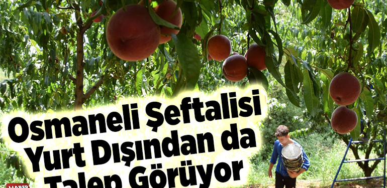 Osmaneli şeftalisi yurt dışından da talep görüyor