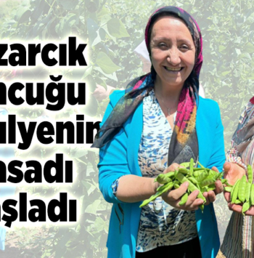 Pazarcık boncuğu fasulyenin hasadı başladı