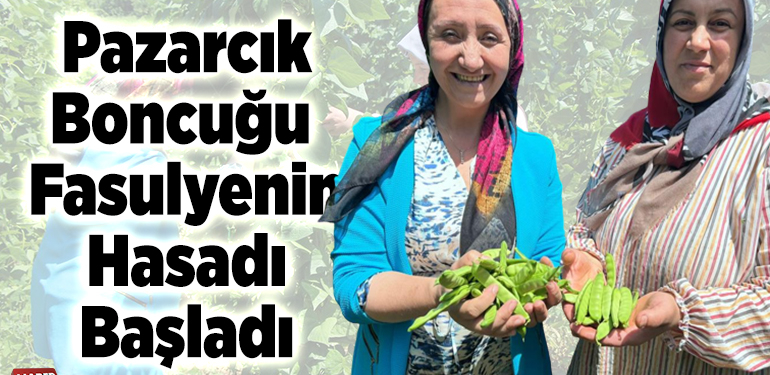 “Pazarcık boncuğu” fasulyenin hasadı başladı