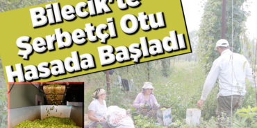 şerbetçi otu üreticileri hasada başladı
