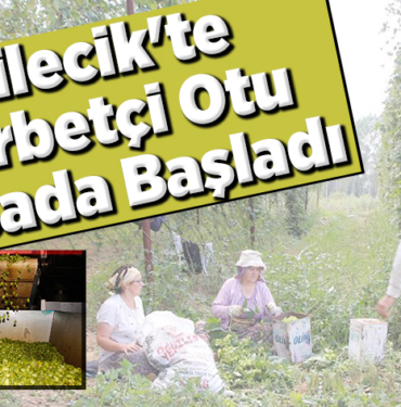 şerbetçi otu üreticileri hasada başladı