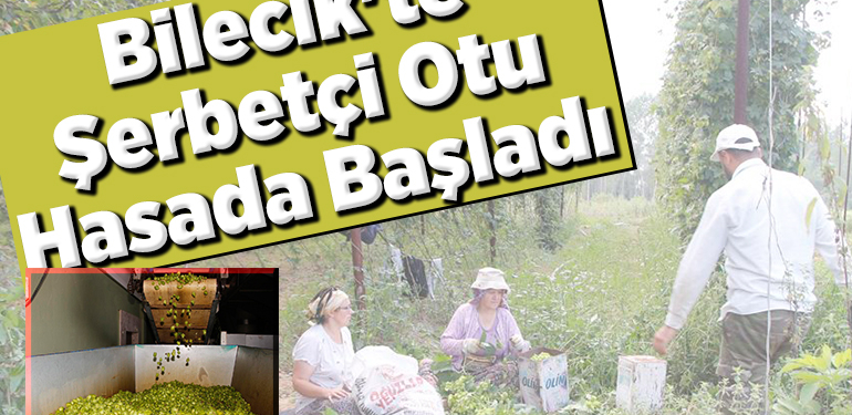 Bilecik’te şerbetçi otu üreticileri hasada başladı