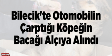 Bilecik'te otomobilin çarptığı köpeğin bacağı alçıya alındı