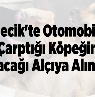 Bilecik'te otomobilin çarptığı köpeğin bacağı alçıya alındı