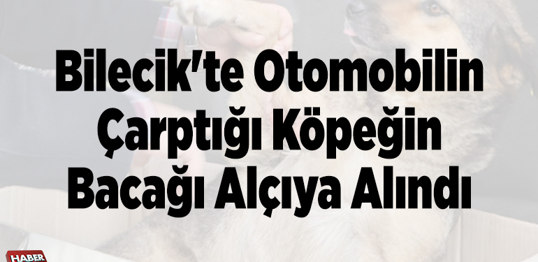 Bilecik’te otomobilin çarptığı köpeğin bacağı alçıya alındı