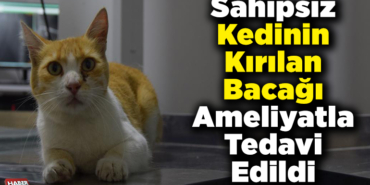 Sahipsiz kedinin kırılan bacağı ameliyatla tedavi edildi
