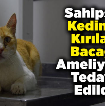 Sahipsiz kedinin kırılan bacağı ameliyatla tedavi edildi