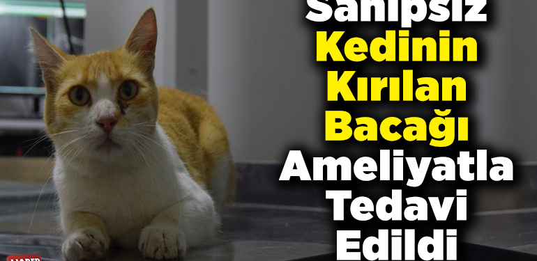 Sahipsiz kedinin kırılan bacağı ameliyatla tedavi edildi