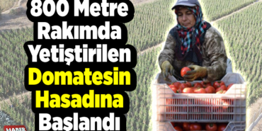 800 metre rakımda yetiştirilen domatesin hasadına başlandı