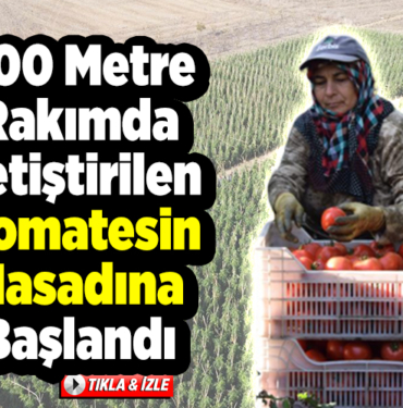 800 metre rakımda yetiştirilen domatesin hasadına başlandı